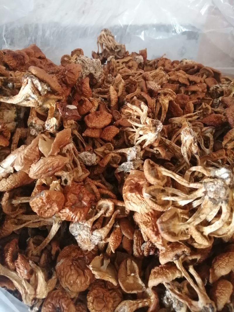 滑子菇小朵，整齐干净，颜色漂亮，价格美丽，