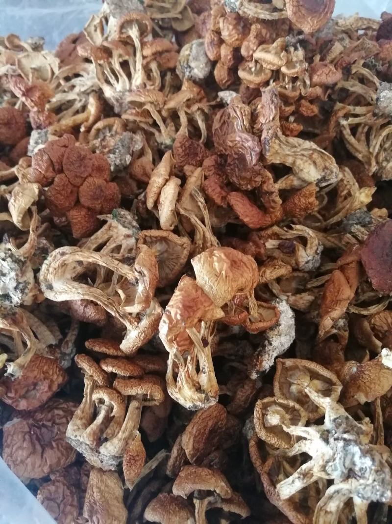 滑子菇小朵，整齐干净，颜色漂亮，价格美丽，