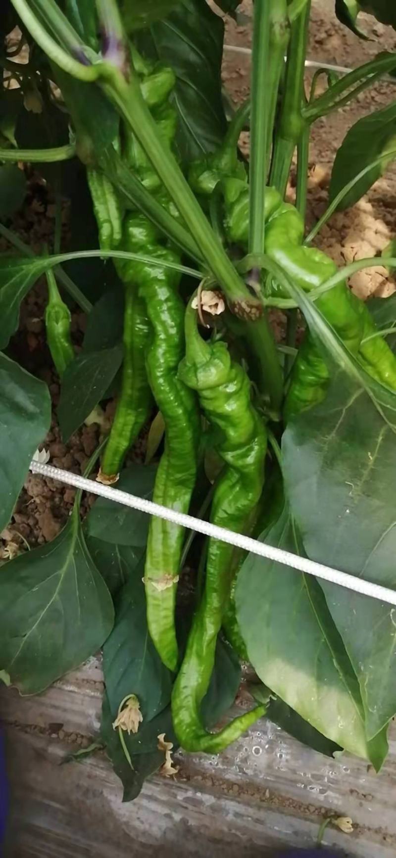 螺丝椒苗大果螺丝椒苗陇椒苗螺丝辣椒育苗厂