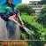 绿篱剪大剪刀伸缩园林剪强力园艺家用草坪修剪花草剪树枝