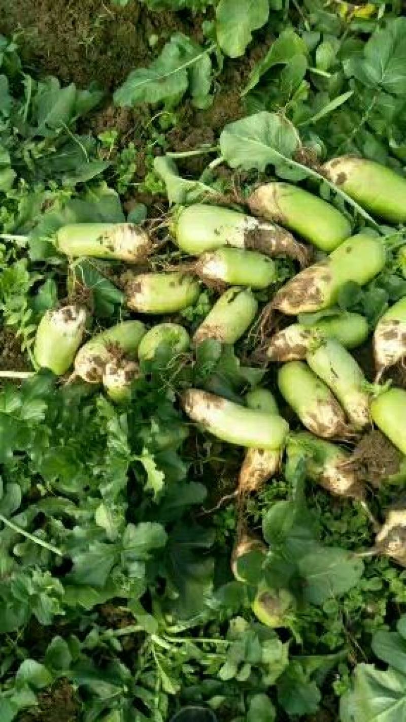 河南791萝卜基地供货口感清脆爽口量大价优！