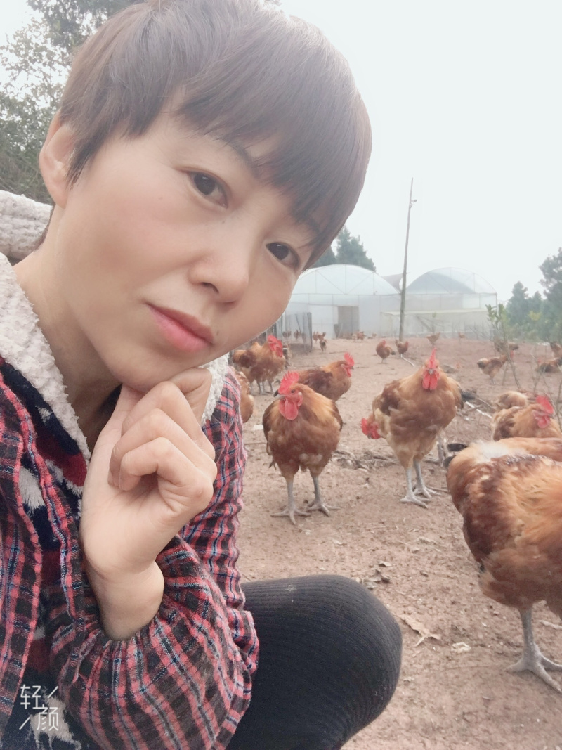 自家喂养粮食跑山鸡5个月