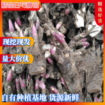 优选白芍芽改良白芍芽头100棵起发提供技术量大从优