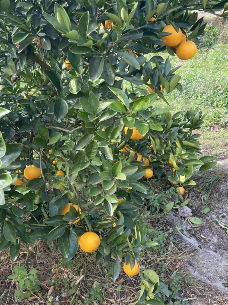 自家种的橙子，有需要的老板可以联系我。🍊🍊🍊🍊