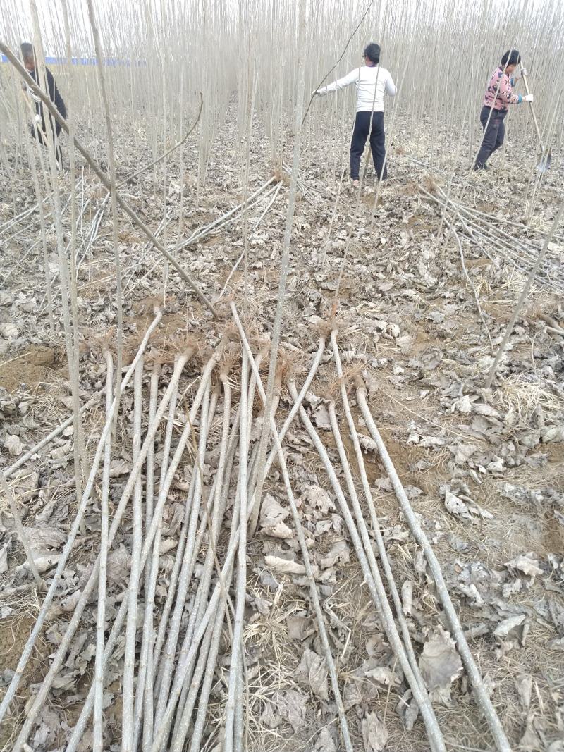 白杨树苗大量出售规格齐全全国发货速生杨树苗