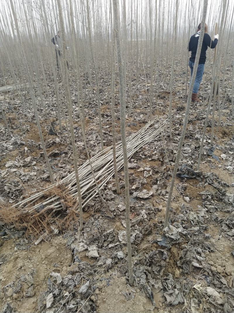 白杨树苗大量出售规格齐全全国发货速生杨树苗