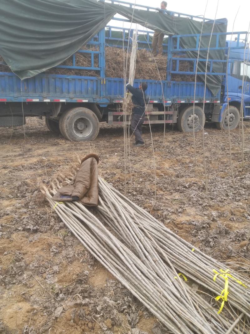 白杨树苗大量出售规格齐全全国发货速生杨树苗
