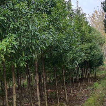 3至12公分金丝楠木