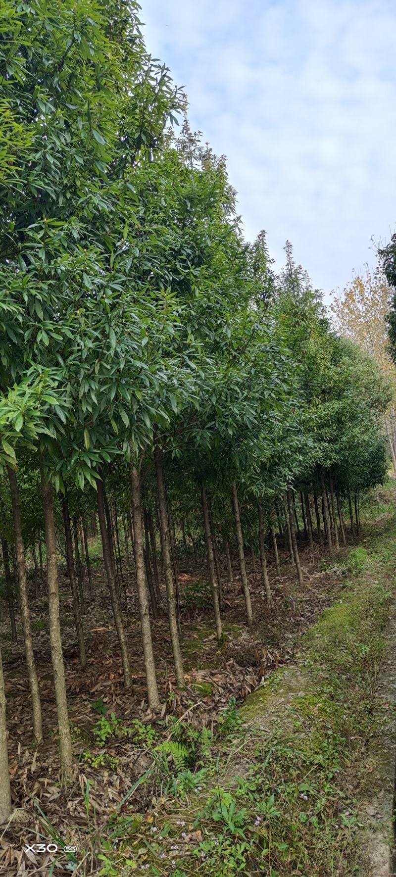 3至12公分金丝楠木