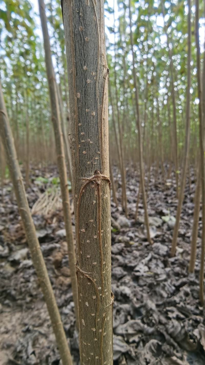 白杨树苗全国发货速生杨树苗规格齐全