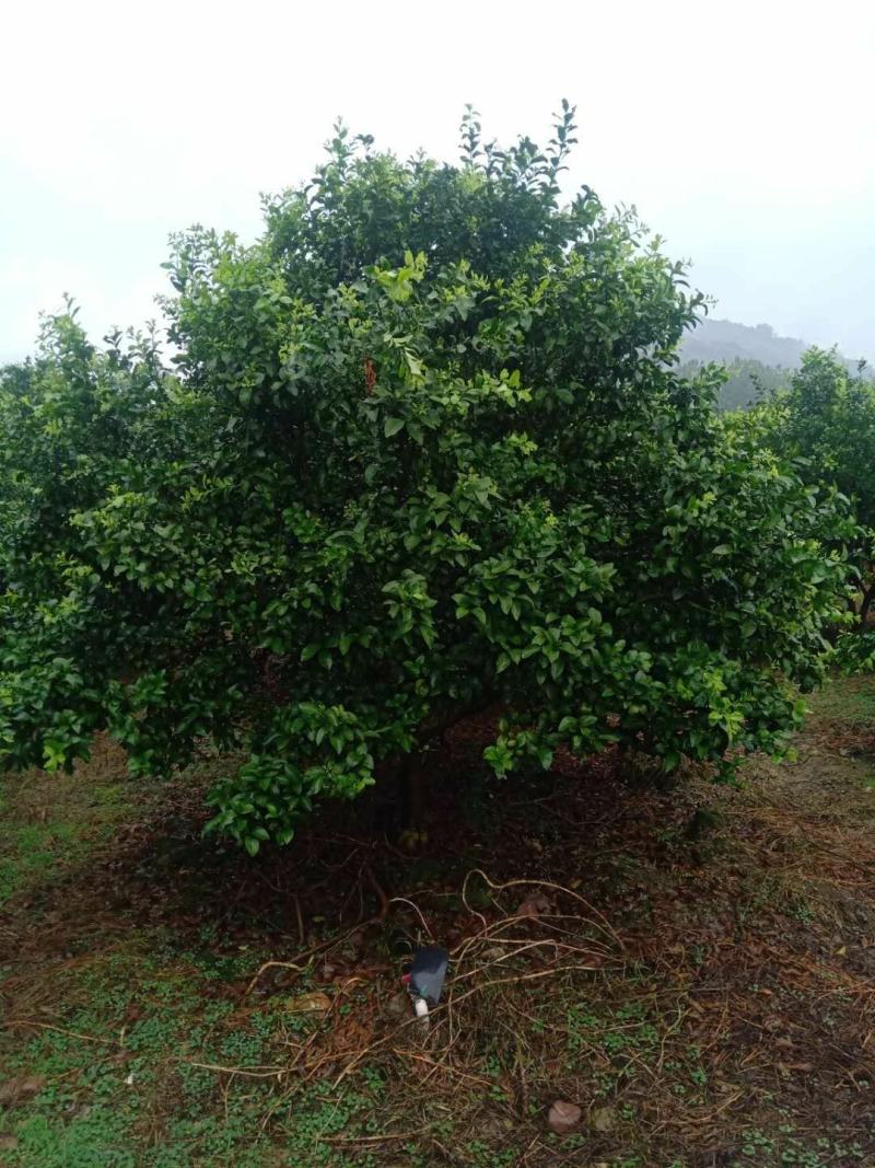果树果苗，价格随便标的有喜欢的私聊哦！