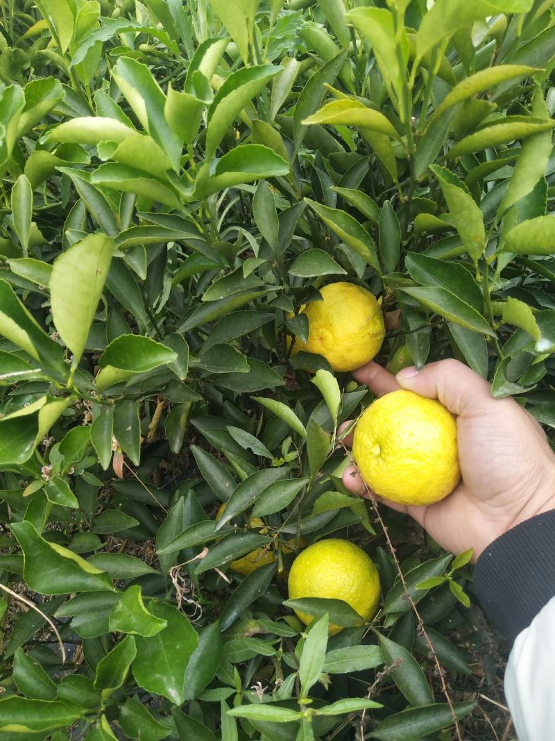 果树果苗，价格随便标的有喜欢的私聊哦！