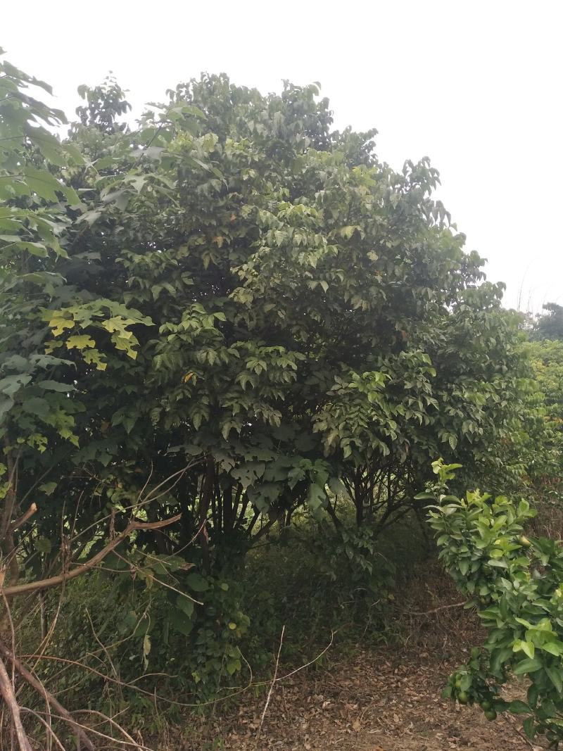 果树果苗，价格随便标的有喜欢的私聊哦！