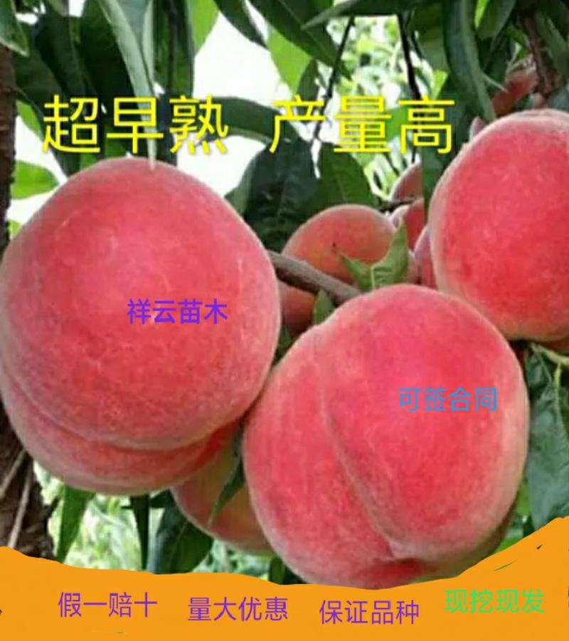 【好货】桃树苗早熟巨红桃五月红，产量高离核脆甜南北方种植