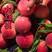 【好货】桃树苗早熟巨红桃五月红，产量高离核脆甜南北方种植