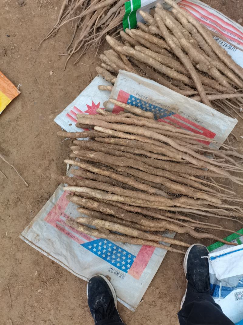 河北邢台柏乡县小白嘴白山药2~3厘米一级口感甜好吃