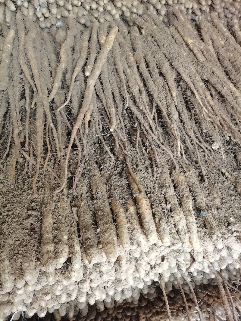 河北邢台柏乡县小白嘴白山药2~3厘米一级口感甜好吃