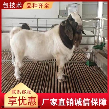 纯种波尔山羊小羊活苗活体羊羔小养殖成年种公羊怀孕母羊活羊