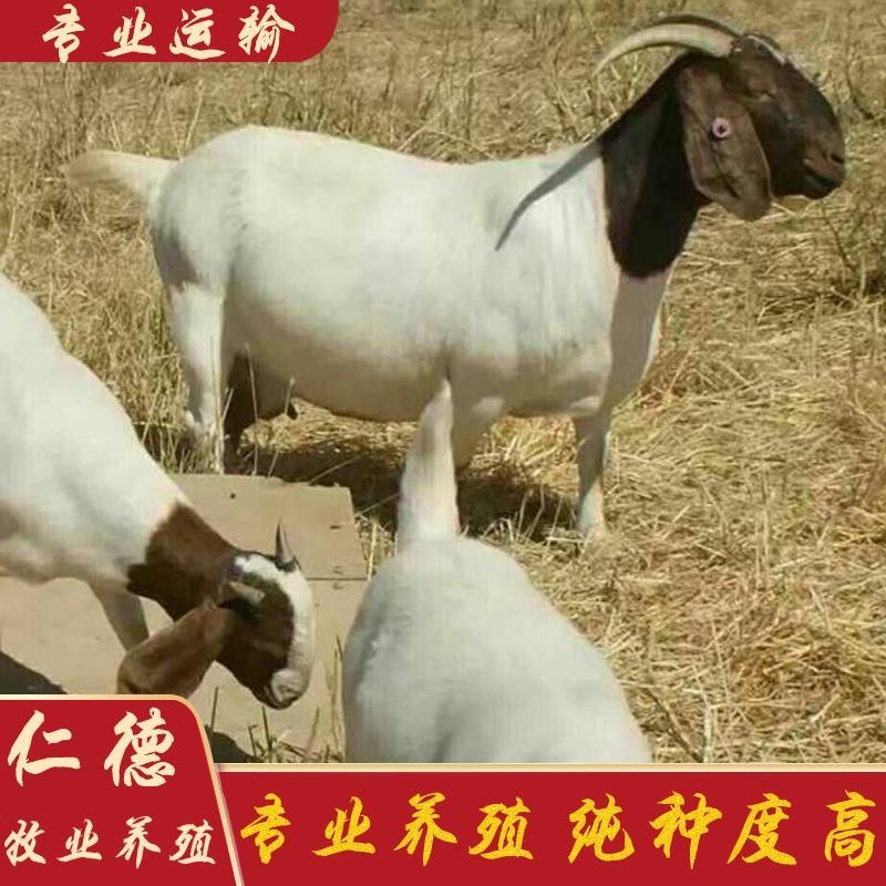 纯种波尔山羊小羊活苗活体羊羔小养殖成年种公羊怀孕母羊活羊