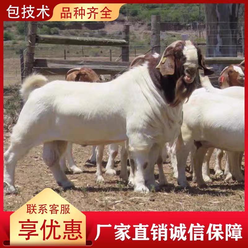 纯种波尔山羊小羊活苗活体羊羔小养殖成年种公羊怀孕母羊活羊