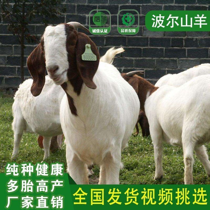 纯种波尔山羊小羊活苗活体羊羔小养殖成年种公羊怀孕母羊活羊