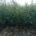 养蝉的好树种，柳段，柳苗，柳条大量有货，给钱就卖
