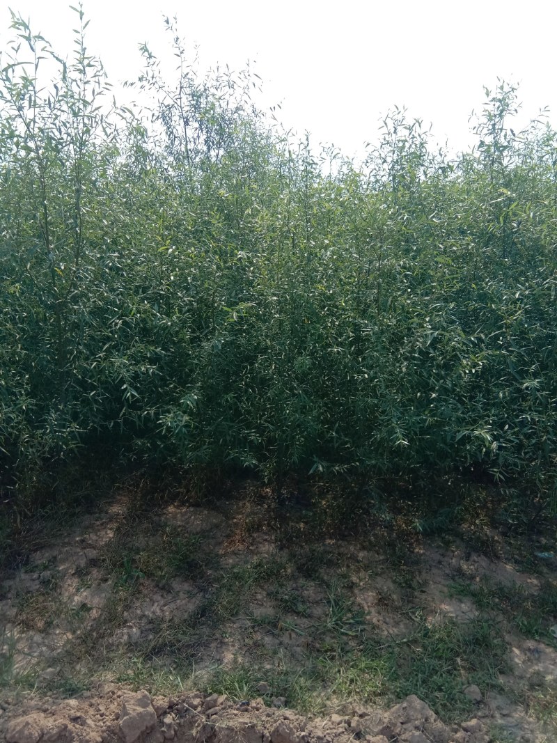 养蝉的好树种，柳段，柳苗，柳条大量有货，给钱就卖