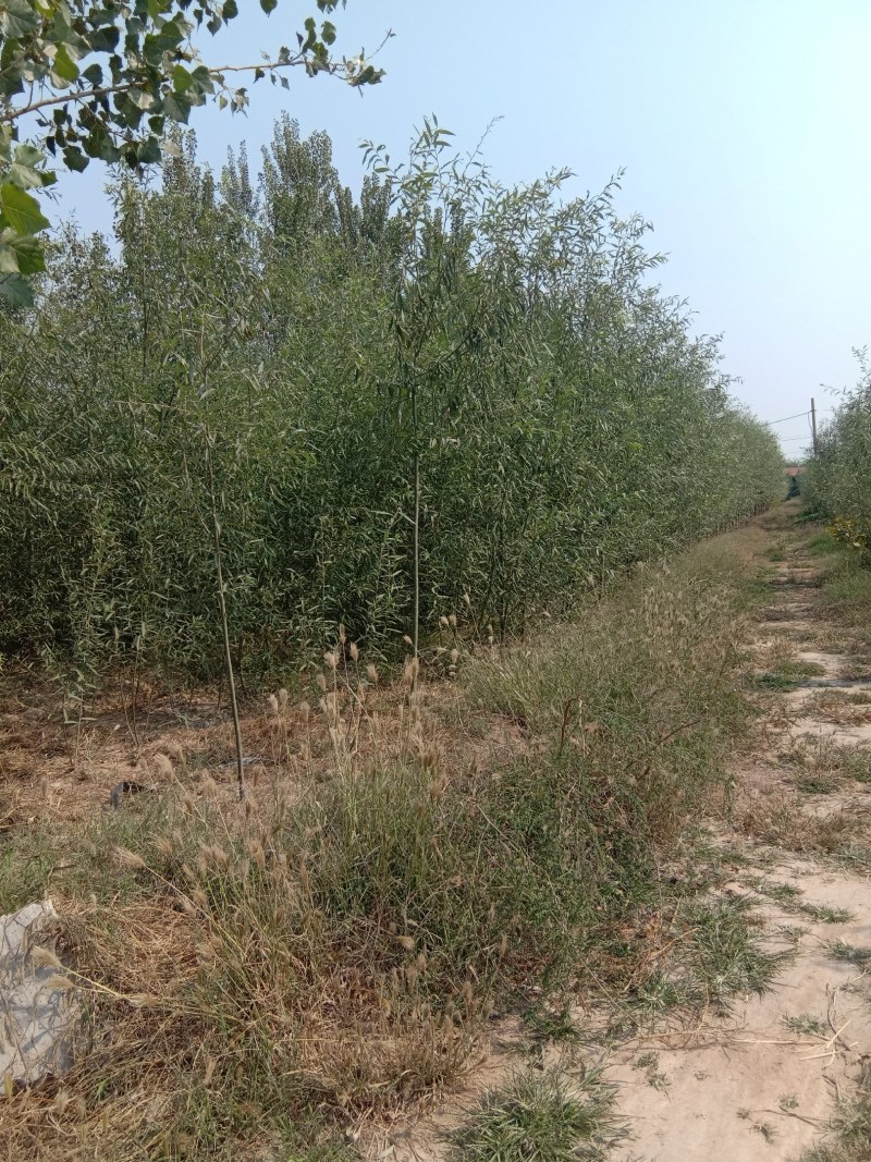 养蝉的好树种，柳段，柳苗，柳条大量有货，给钱就卖