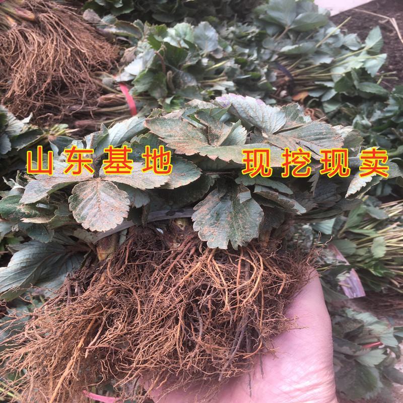 硕丰草莓苗南北种植好养易活适合大面积种植