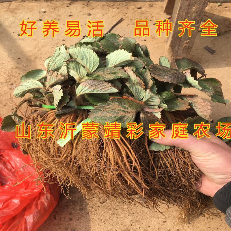 硕丰草莓苗南北种植好养易活适合大面积种植