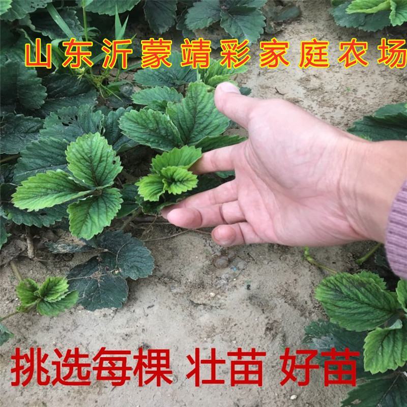 硕丰草莓苗南北种植好养易活适合大面积种植