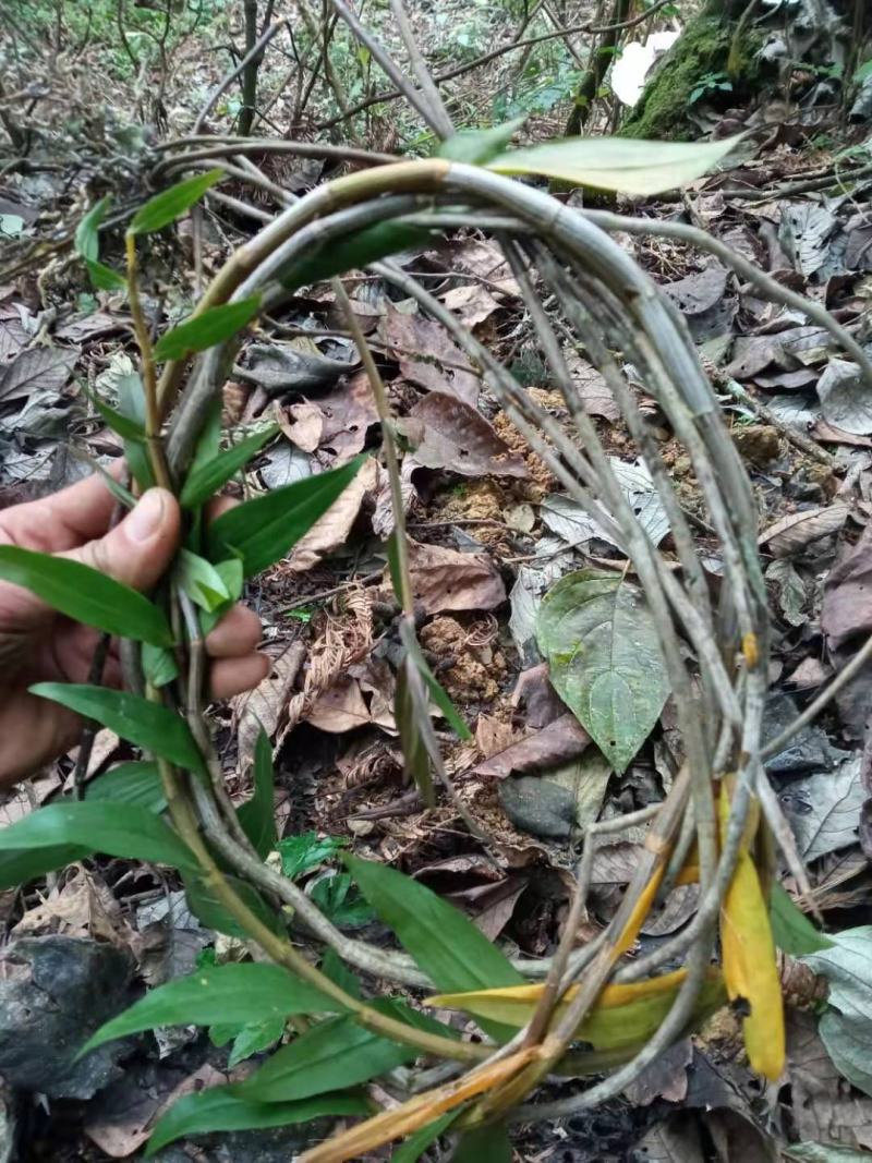 云南十万大山紫铁皮石斛