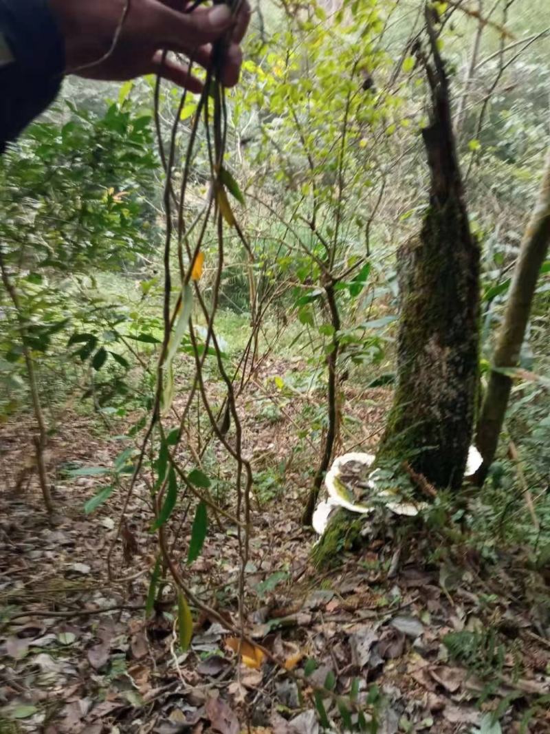 云南十万大山紫铁皮石斛