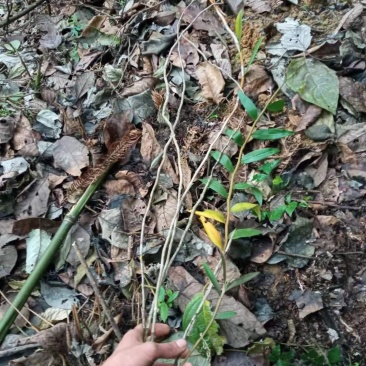 云南十万大山紫铁皮石斛