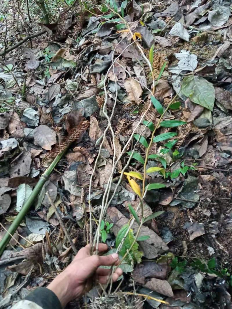 云南十万大山紫铁皮石斛