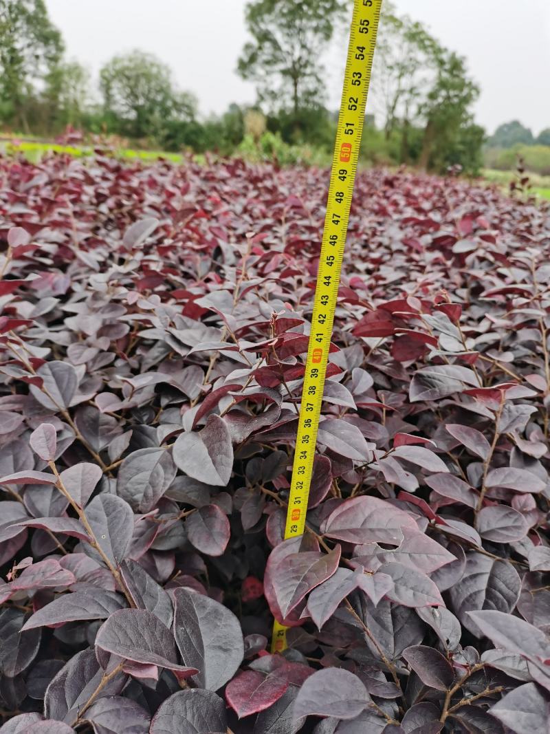 红继木大量供应基地直销欢迎选购