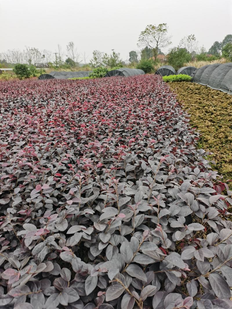 红继木大量供应基地直销欢迎选购