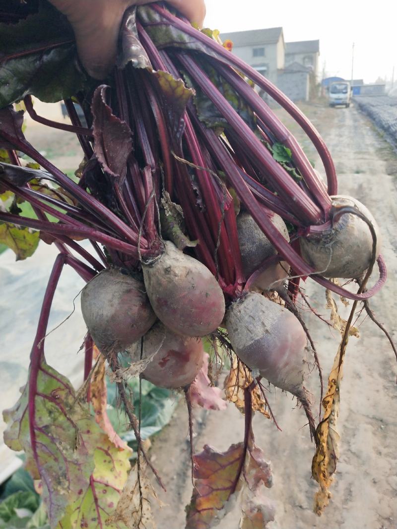徐州北优质甜菜根大量供应