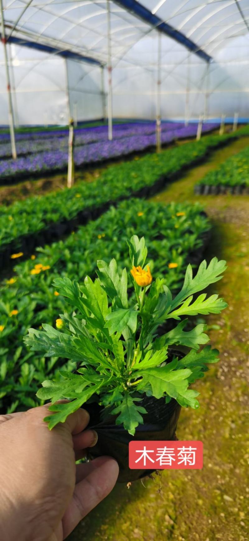 木春菊基地直销欢迎选购