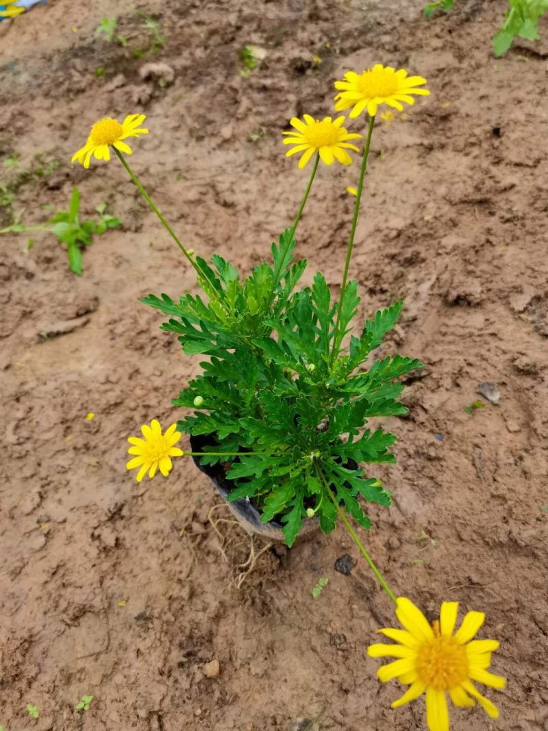 木春菊基地直销欢迎选购