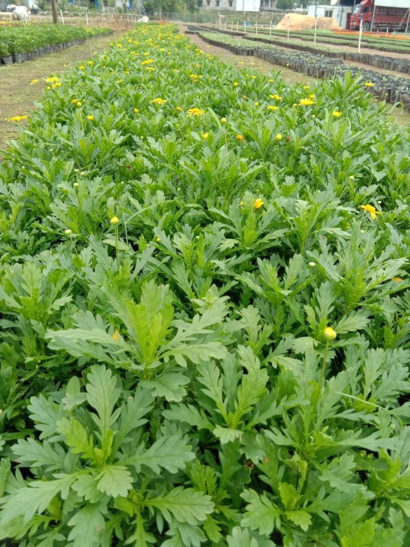 木春菊基地直销欢迎选购
