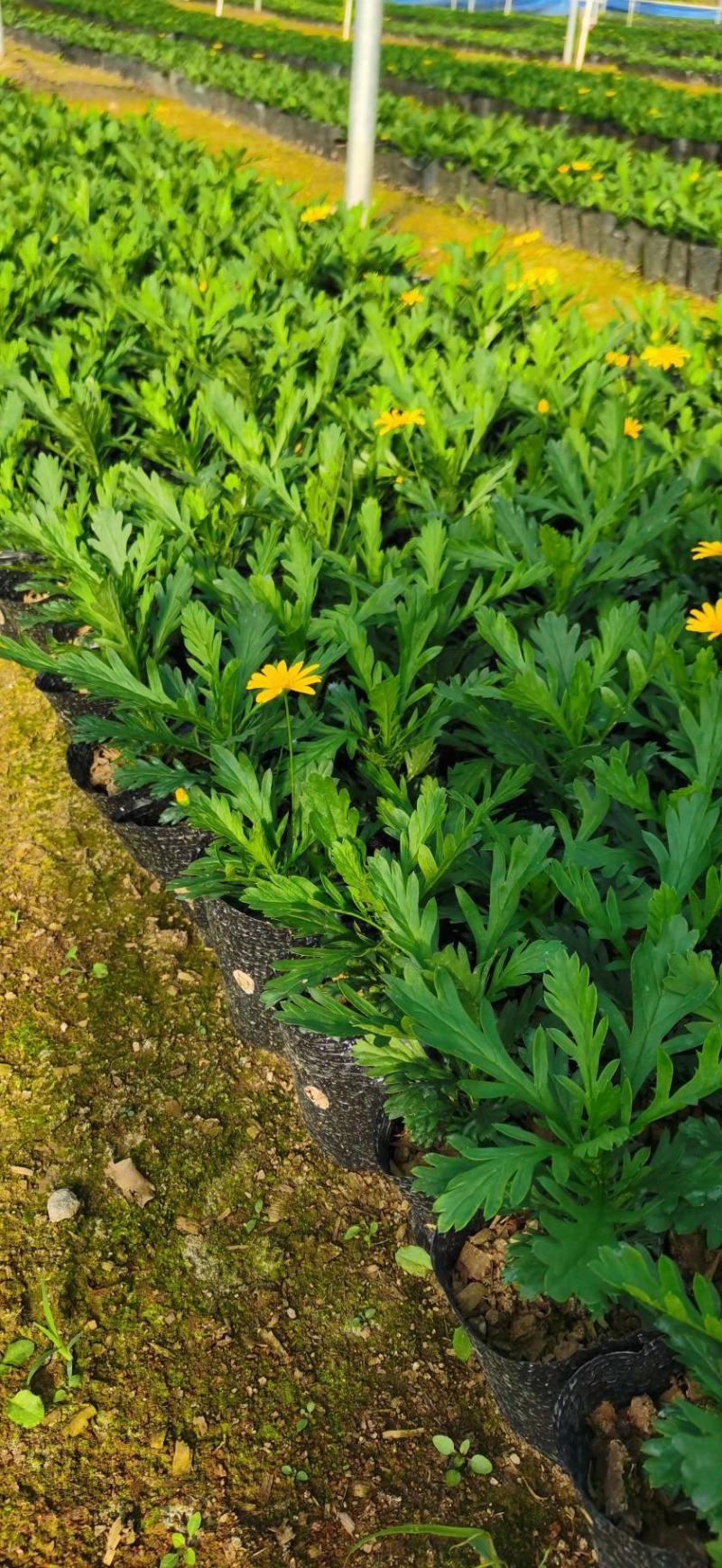 木春菊基地直销欢迎选购