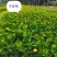 木春菊基地直销欢迎选购