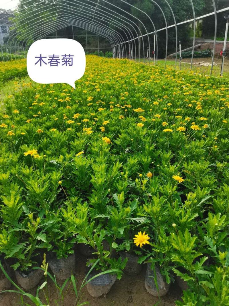 木春菊基地直销欢迎选购