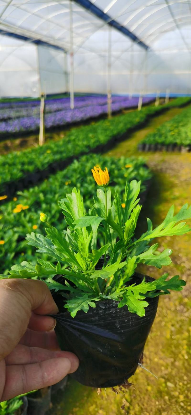 木春菊基地直销欢迎选购