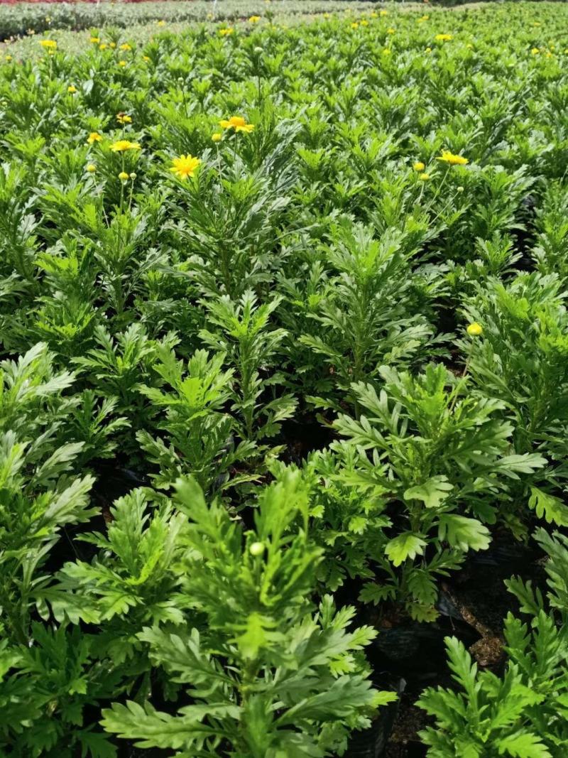 木春菊基地直销欢迎选购