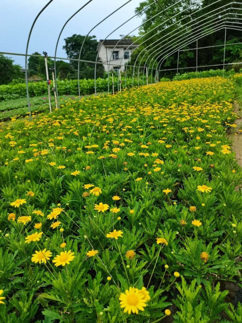 木春菊基地直销欢迎选购