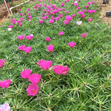 太阳花基地直销欢迎实地考察选购期待合作价优