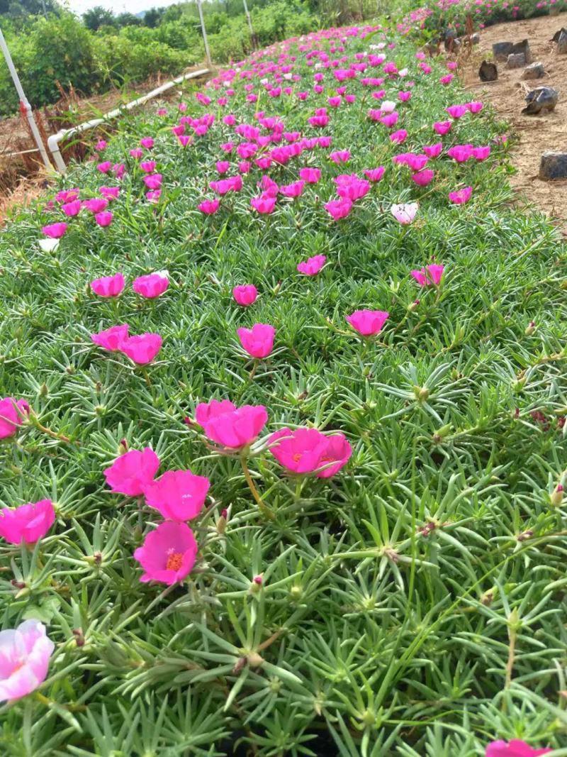 太阳花基地直销欢迎实地考察选购期待合作价优