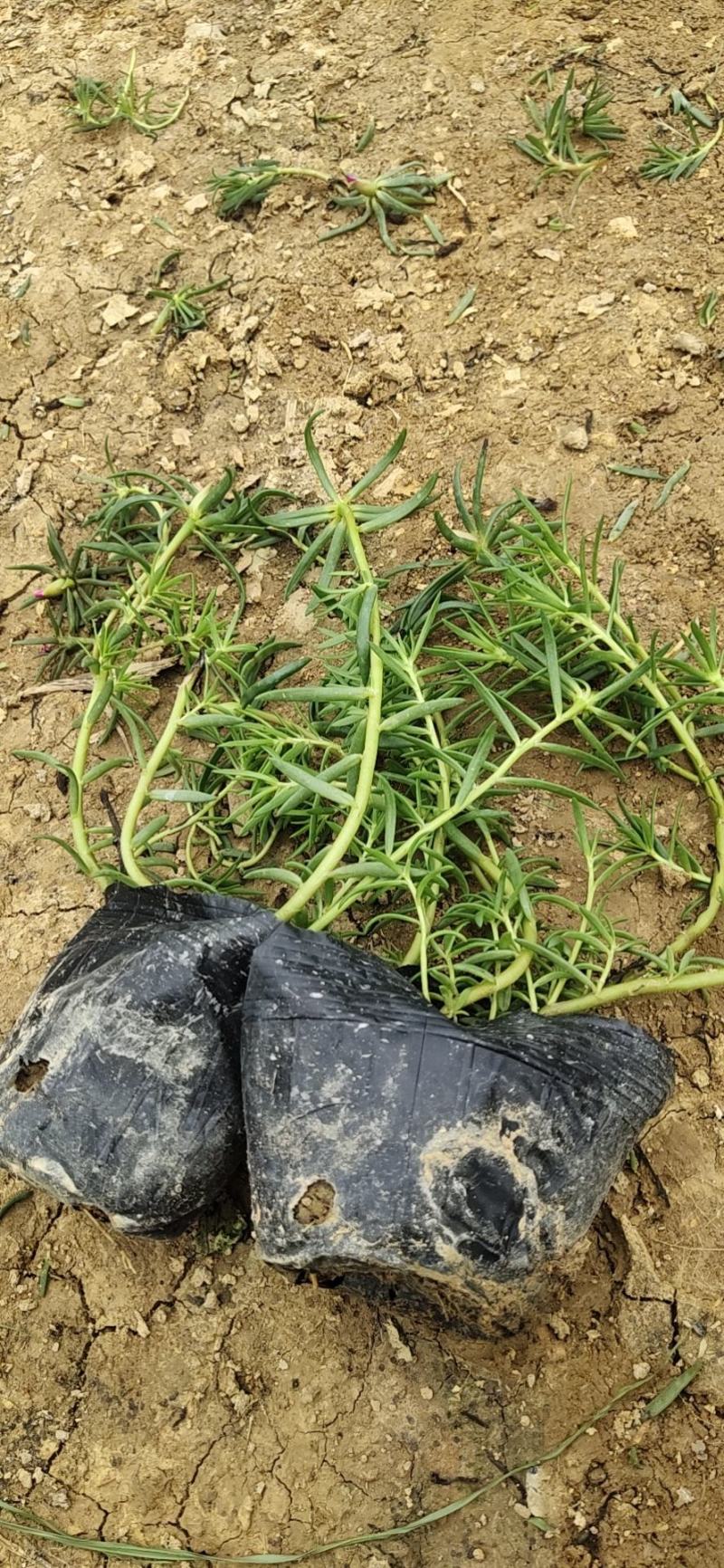 太阳花基地直销欢迎实地考察选购期待合作价优